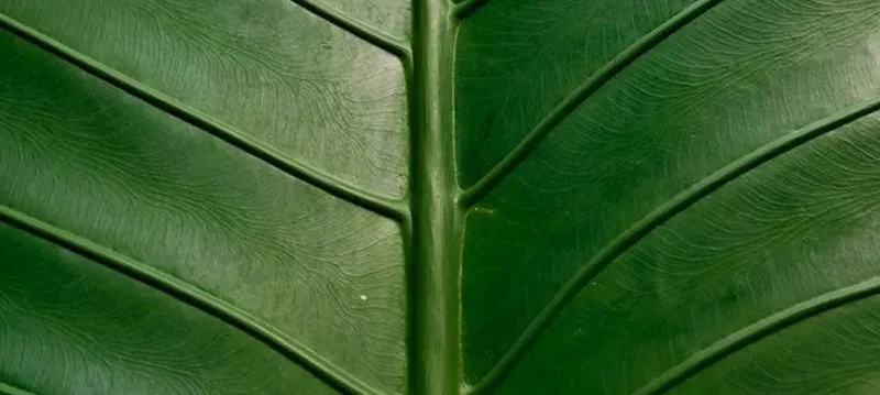 Close-up of a green leaf
